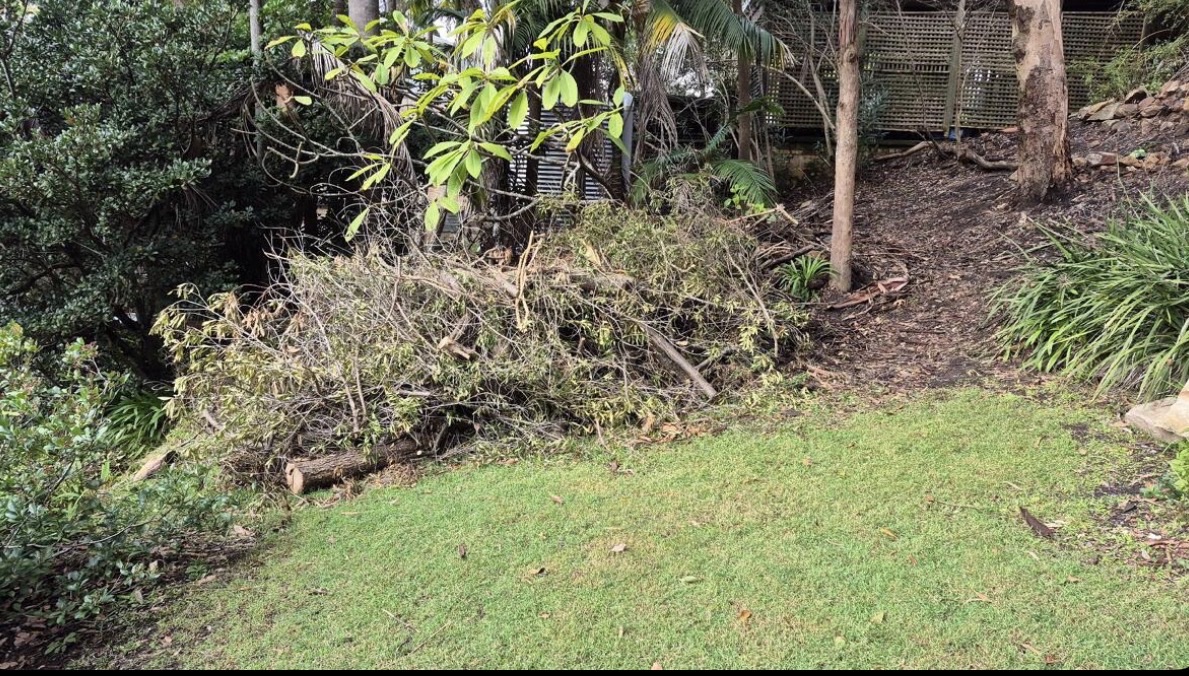 Before: Green waste clear-out
